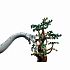 Конструктор LEGO Jurassic World 76960 Встреча с Брахиозавром