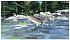 Игра Real Fishing Road Trip Adventure для PS4