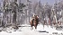 Игра Assassin's Creed III Remastered для Nintendo Switch