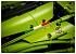Конструктор LEGO Technic 42115 Lamborghini Sian FKP 37