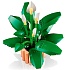 Конструктор LEGO Botanicals 11504 Спатифиллум