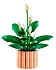 Конструктор LEGO Botanicals 11504 Спатифиллум