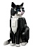 Конструктор LEGO Tuxedo Cat 21349